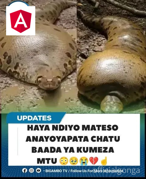 😳🥹😭💔HAYA NDIYO MATESO MAKUBWA ANAYOYAPITIA CHATU BAADA YA KUMEZA MTU 😳🥹😭💔👇👇👇👇👇👇👇👇👇👇